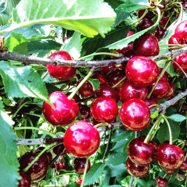Nepečená maková torta s višňami (fotorecept) - obrázok 8