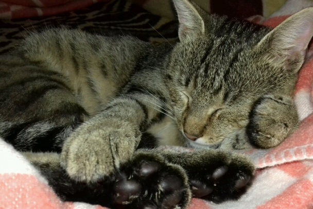 Drožďová nátierka s tvarohom (fotorecept) - obrázok 5