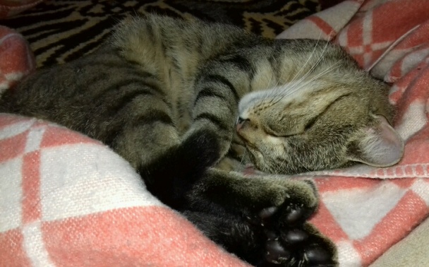 Tvarohovo-pudingový koláč s dvojakým cestom (fotorecept) - obrázok 7