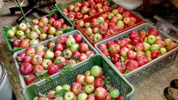 Štajerský jablkový koláč (fotorecept) - obrázok 8