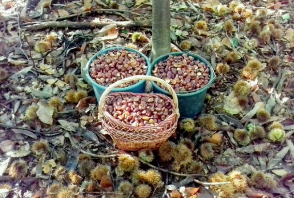 Gaštanovo-orechové koláčiky zo zemiakového cesta - obrázok 5