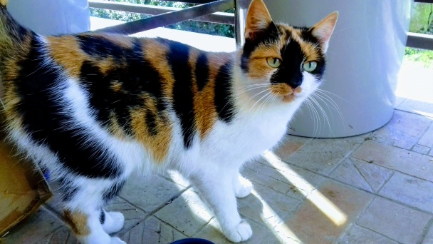 Krehké maslové karičky s orechovým snehom plnené lekvárom (fotorecept) - obrázok 6