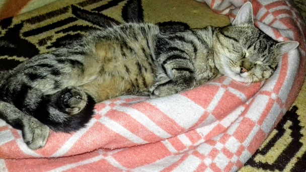 Pizza rožky z tvarohového cesta (fotorecept) - obrázok 6