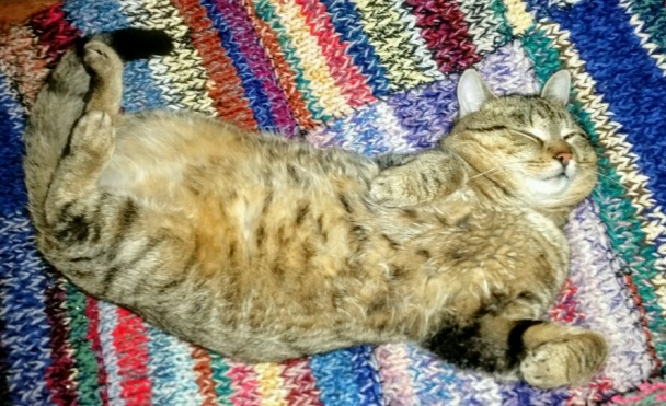 Slovenské koláčky (fotorecept) - obrázok 13