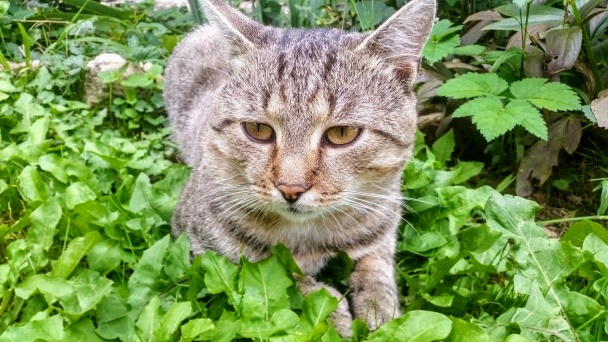 Silon – piškótovo-salajkový koláč (fotorecept) - obrázok 11