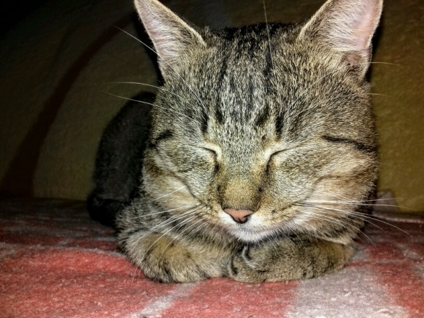 Orechovo-škoricové slonie uši (fotorecept) - obrázok 6