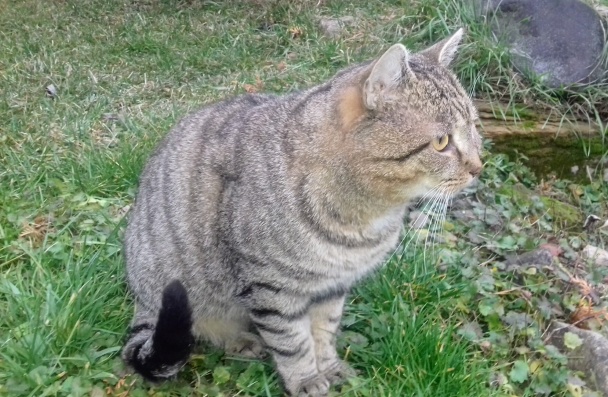 Vínové rožky (fotorecept) - obrázok 7