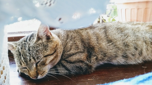 Hnetený orechový koláč s piškótou (fotorecept) - obrázok 8