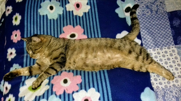 Bleskový citrónový koláč (fotorecept) - obrázok 5