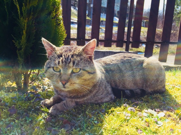 Kovačin - orechový koláč (fotorecept) - obrázok 8