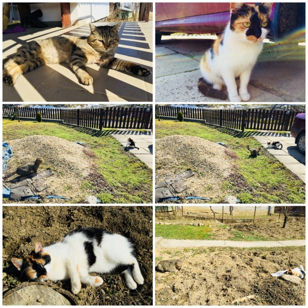 Kovačin - orechový koláč (fotorecept) - obrázok 9