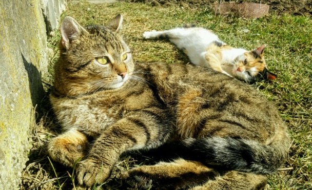 Hrnčekový tvarohový koláč (fotorecept) - obrázok 7