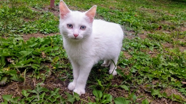 Jablkovo-orechový piškótový koláč  - obrázok 7