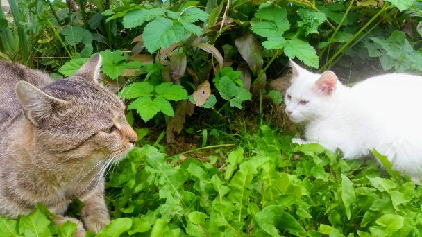Jablkovo-orechový piškótový koláč  - obrázok 8