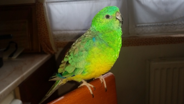 Citrónovo-orechové rezy (fotorecept) - obrázok 9