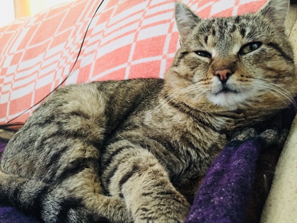 Jednoduchý kokosový koláč (fotorecept) - obrázok 9