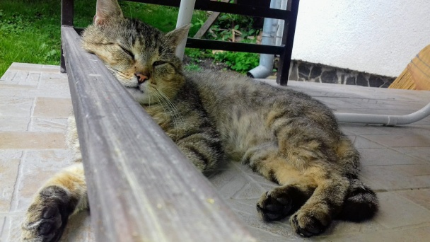 Alžbetine orechové rezy (fotorecept) - obrázok 7