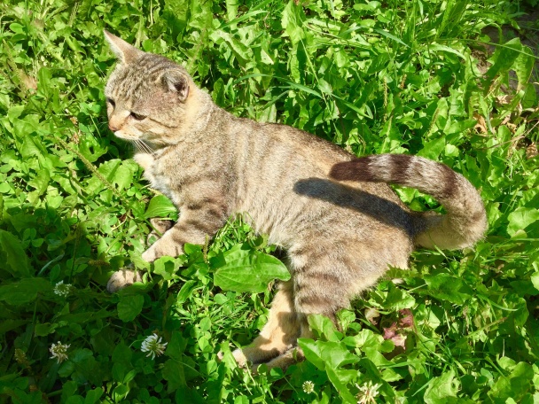 Oblátkové orechové rezy (fotorecept) - obrázok 8