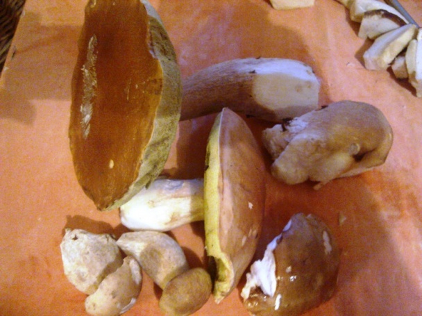 Kulajda (fotorecept) - obrázok 1