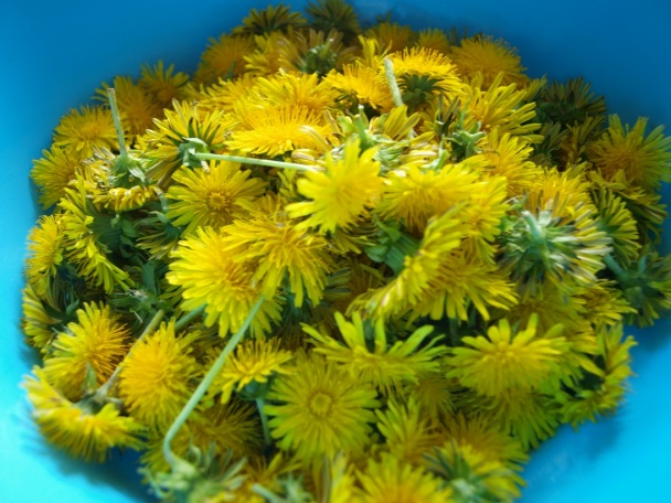 Púpavový med najlepší na svete (fotorecept) - obrázok 2