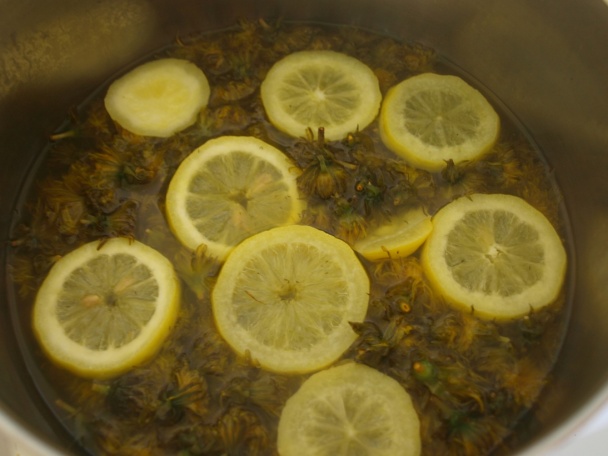 Púpavový med najlepší na svete (fotorecept) - obrázok 5