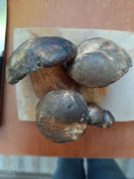 Dubákové rizoto - obrázok 1