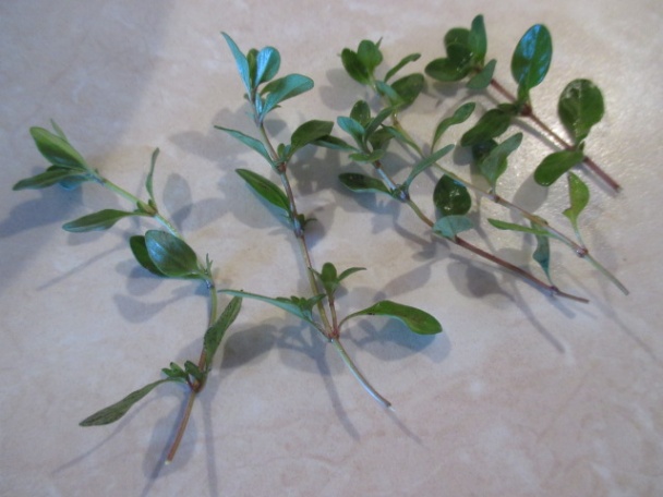 Bylinkové maslo (fotorecept) - obrázok 2