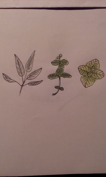 Svieži bylinkový sirup (fotorecept) - obrázok 1