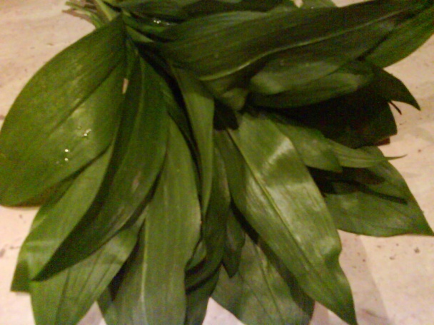 Medvedí cesnak ako liek (fotorecept) - obrázok 1