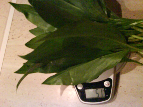 Cestoviny s medvedím cesnakom - obrázok 1