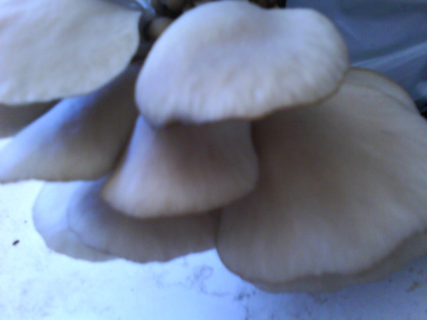 Hlivový perkelt s mrkvou (fotorecept) - obrázok 1