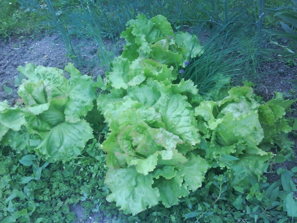 Šalát s kuracím mäskom  - obrázok 2