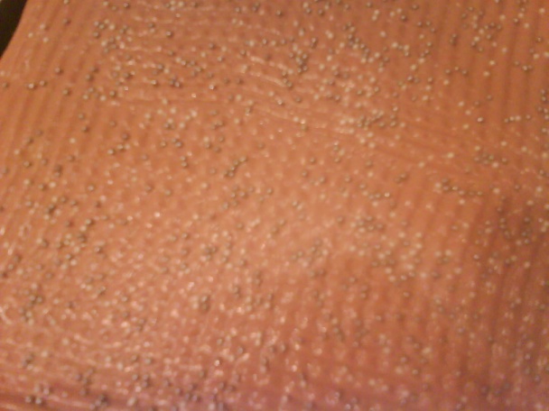 Kakaovo - šľahačkové rezy. (fotorecept) - obrázok 16