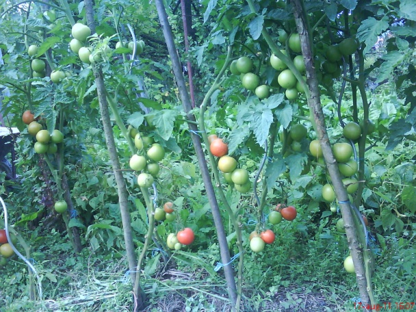 Čistá paradajková šťava (fotorecept) - obrázok 7