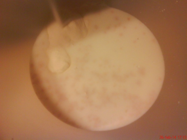 Kysnuté cesto bez vajec (fotorecept) - obrázok 1