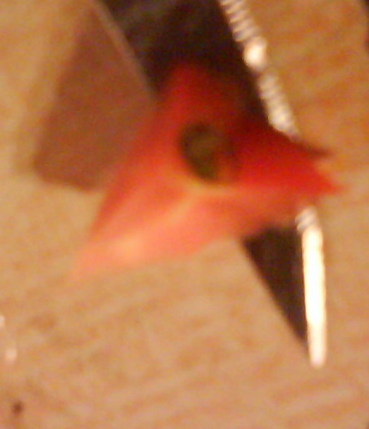 Sušené paradajky naložené v oleji (fotorecept) - obrázok 3