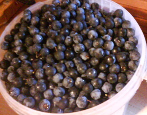 Trnkový likér (fotorecept) - obrázok 1