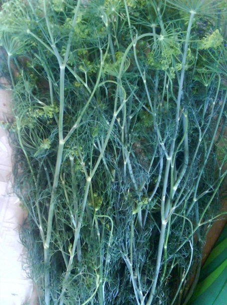 Kôpor naložený v oleji (fotorecept) - obrázok 1