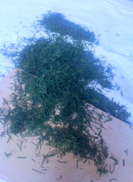 Kôpor naložený v oleji (fotorecept) - obrázok 2