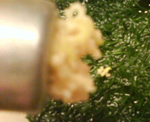 Kôpor naložený v oleji (fotorecept) - obrázok 7