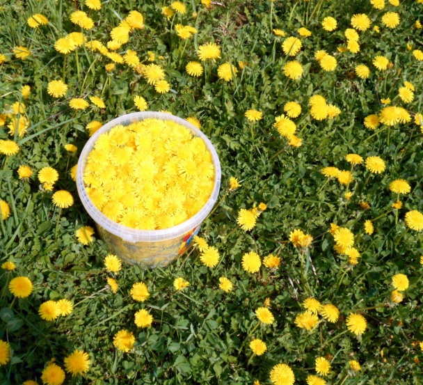 Sirup z kvetov púpavy (fotorecept) - obrázok 1