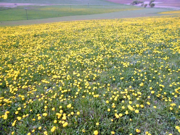 Sirup z kvetov púpavy (fotorecept) - obrázok 2