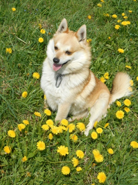 Sirup z kvetov púpavy (fotorecept) - obrázok 10