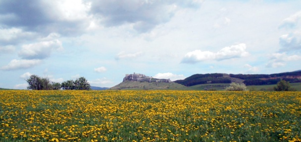 Sirup z kvetov púpavy (fotorecept) - obrázok 11