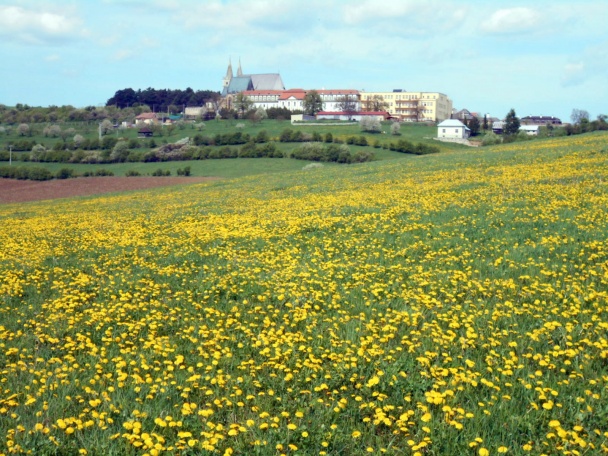 Sirup z kvetov púpavy (fotorecept) - obrázok 12
