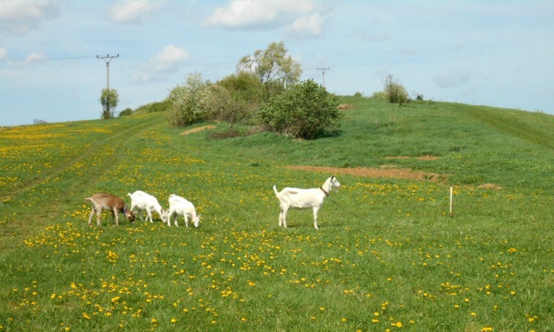 Sirup z kvetov púpavy (fotorecept) - obrázok 13