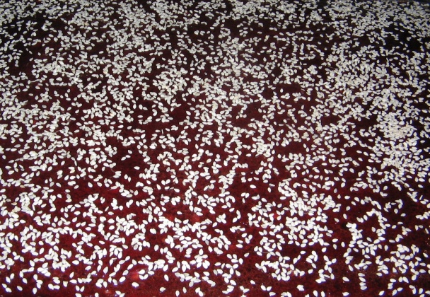 Čokoládovo-sezamový koláčik - obrázok 4