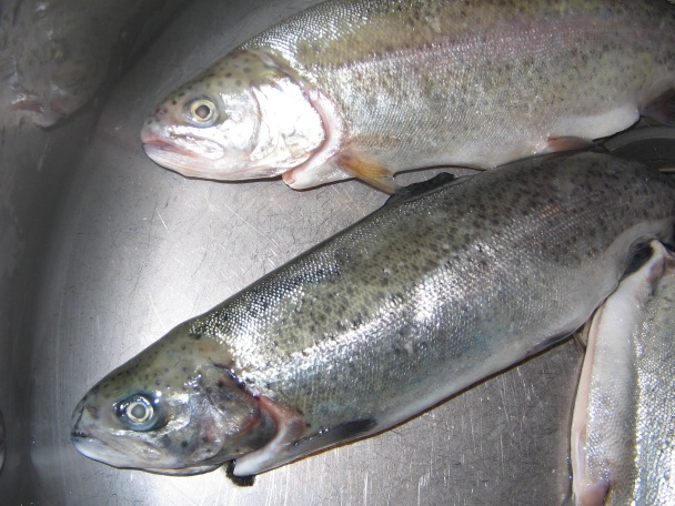 Pstruhy na rozmaríne a citróne - obrázok 1