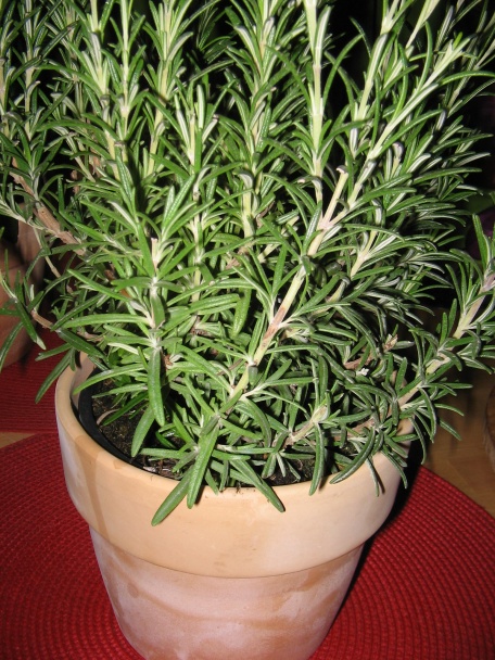 Pstruhy na rozmaríne a citróne - obrázok 7