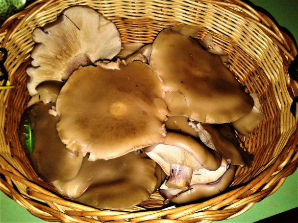 Guláš z pôvabnice dvojfarebnej (fotorecept) - obrázok 1